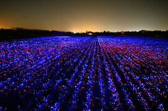 LED光生物学灯在荷兰的一个田野上发光，将艺术和科学融为一体。