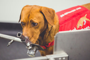 疾病检测犬能嗅出前列腺癌。