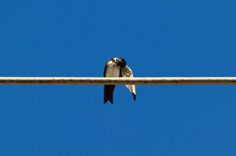 燕子栖息在电网上的电线上，清洁羽毛，然后迁移