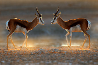 跳羚羚羊在纳米比亚的野生动物园的日落上看到