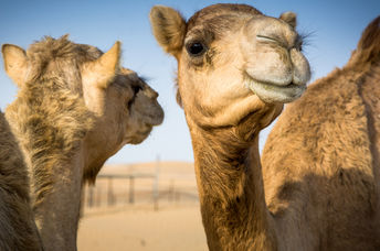 阿拉伯的骆驼。