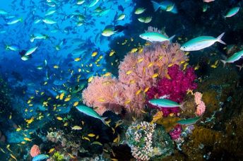 令人惊叹的Raja Ampat珊瑚礁在印度尼西亚。