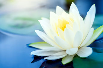 像Wu Wei这样的宁静，白莲花花漂浮在池塘上。