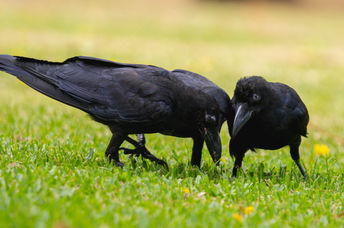 乌鸦在草地上觅食。