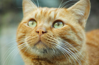 可爱，绿眼睛的姜猫的特写。