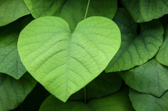 郁郁葱葱的心形叶子象征着奉献和保护我们的环境。