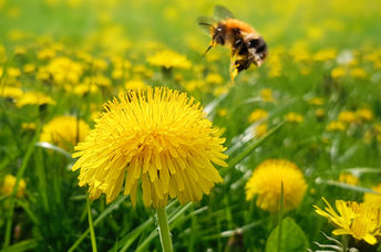 一只蜜蜂即将从蒲公英花中取花粉。