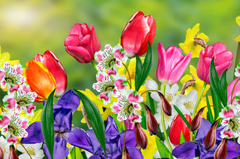 美丽的荷兰春天花在花园里盛开。