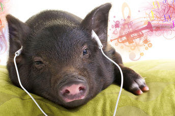 猪在听音乐时放松。