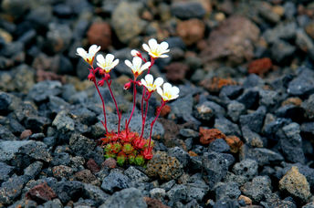 冰岛的熔岩田上生长的小萨克西式花。