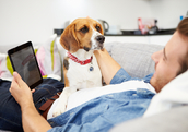 一个男人带着他的狗躺在沙发上用平板电脑