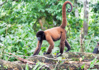 秘鲁Iquitos附近的亚马逊雨林中的羊毛猴