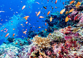 世界上最大的马尔代夫首个3d打印珊瑚礁系统安装在夏岛。