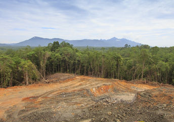 森林砍伐:地球伤痕累累,热带雨林已经被人类发展在婆罗洲,马来西亚
