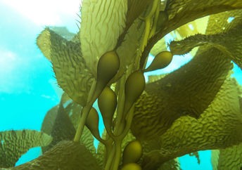 漂浮水下的海带植物。