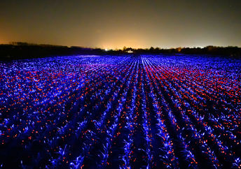 LED光生物学灯光在荷兰的一个田野上发光，合并艺术和科学。