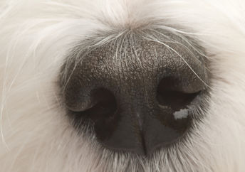 用狗的鼻子来说明嗅觉