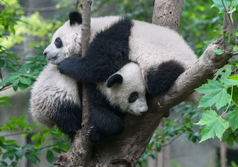 拥抱在树的两只熊猫