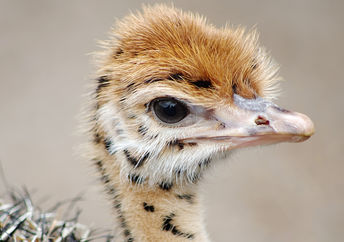 这个婴儿emu动物辅助疗法。