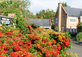 超级植物Cotoneaster正在英国的路边生长。