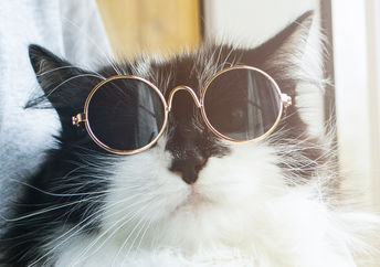 一只毛茸茸的猫自豪地戴着太阳镜。