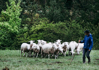 带着羊群的女牧羊人。