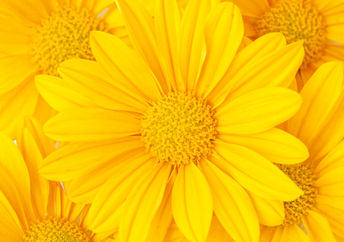 黄色的花朵会振奋您的心情。