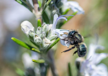 给花授粉的本地蜜蜂。