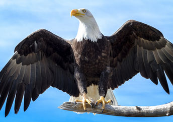 美国秃鹰的数量正在回升。