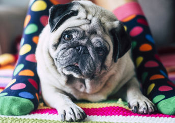 袜子在床回收用于狗。