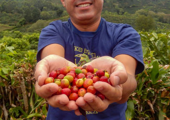 一个农夫自豪地拿着一把刚摘下的咖啡豆。