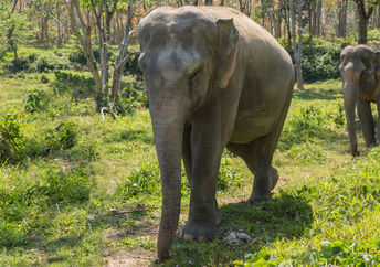 在动物保护区的退休的大象。