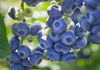蓝莓是超级食物。