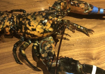一只罕见的龙虾在一家红龙虾餐厅被发现。