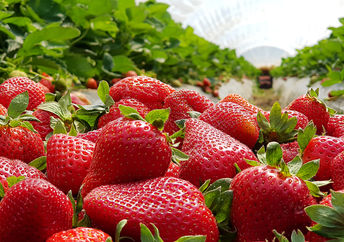 准备采摘的草莓地。