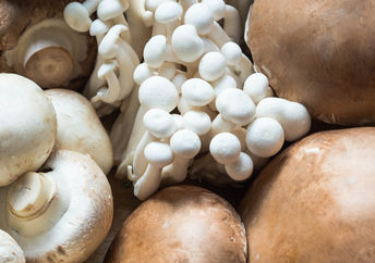 所有这些蘑菇品种都有健康益处。