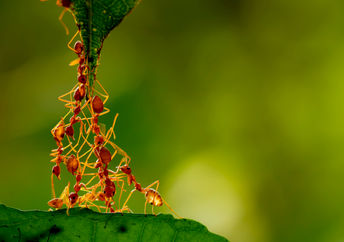 蚂蚁使用团队合作创建桥梁