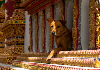 流浪狗在佛教寺庙
