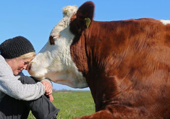 美丽的人类之间的通信和一头牛在霍夫Butenland在德国