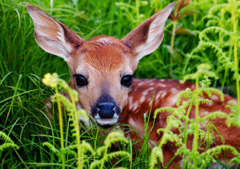 一只鹿非常可爱！