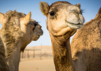 骆驼在阿拉伯。
