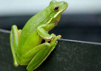 美国绿树青蛙。