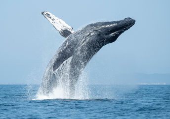 座头鲸违反的海洋。