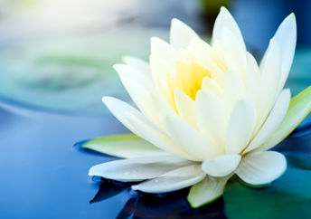 平静的像吴魏,白色的莲花漂浮在池塘。