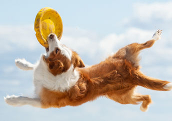 一只才华横溢的牧羊犬狗翱翔在空中抓住飞盘。