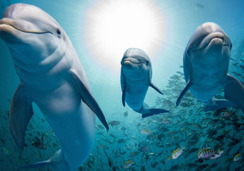 海豚家族游泳礁。