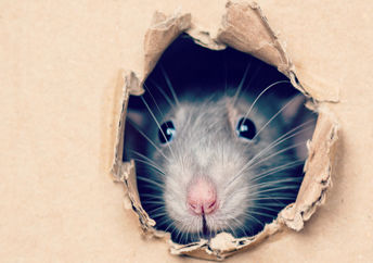 可爱的老鼠从盒子里的一个洞中窥视。