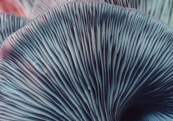 美丽的蘑菇的特写图像。