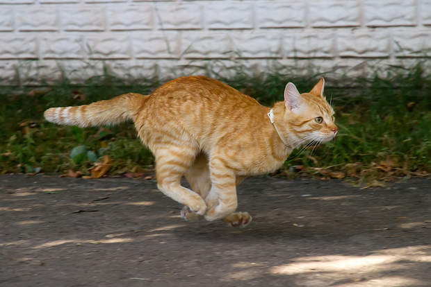 快速跑步的猫