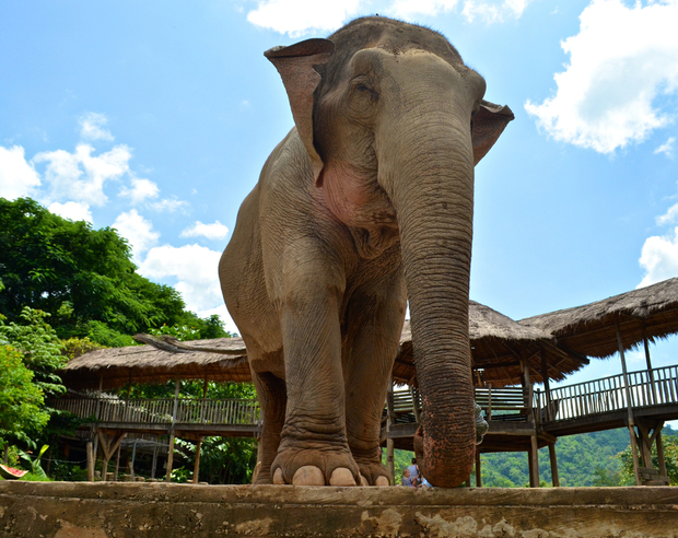 在清迈大象自然公园，一只获救的大象